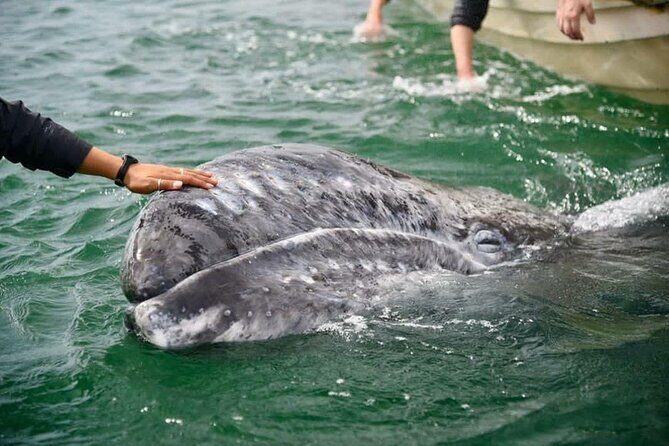Gray Whale Watching Expedition at Magdalena Bay - Key Points