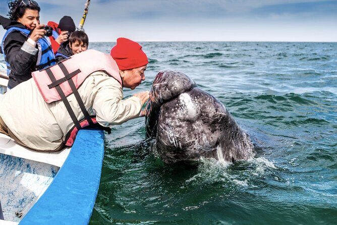 Gray Whale Watching Expedition at Magdalena Bay - An Authentic Baja Wildlife Adventure