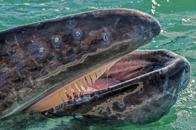 Gray Whale Watching Expedition at Magdalena Bay - The Price and Its Value