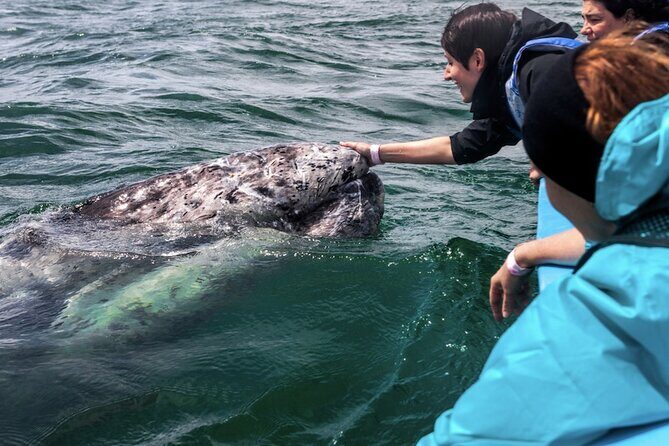 Gray Whale Watching Expedition at Magdalena Bay - Practical Details