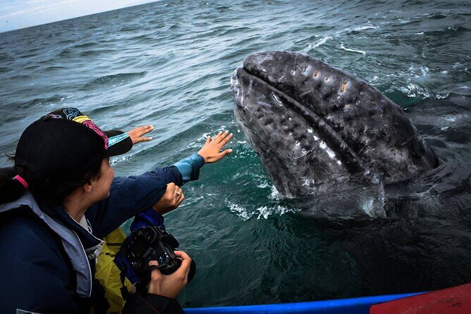 Gray Whale Watching Expedition at Magdalena Bay - Why This Tour Could Be Perfect for You