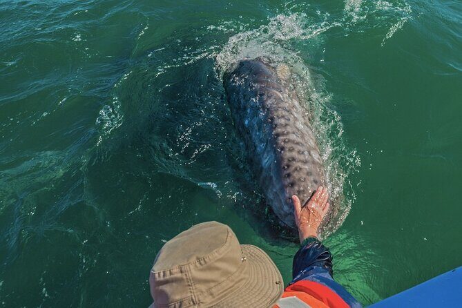 Gray Whale Watching Expedition at Magdalena Bay - Final Thoughts