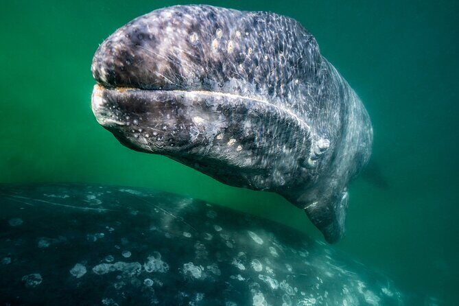 Gray Whale Watching Expedition at Magdalena Bay - FAQ