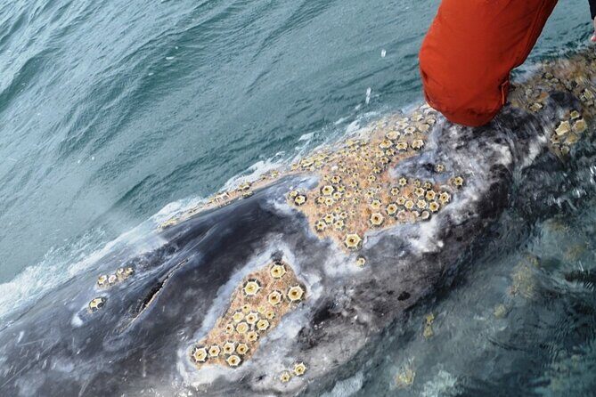 Gray Whale Watching in Bahia Magdalena - Overview of the Gray Whale Watching Tour in Bahia Magdalena