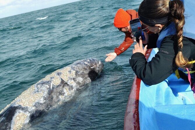 Gray Whale Watching in Bahia Magdalena - Authenticity and Value: What Travelers Say