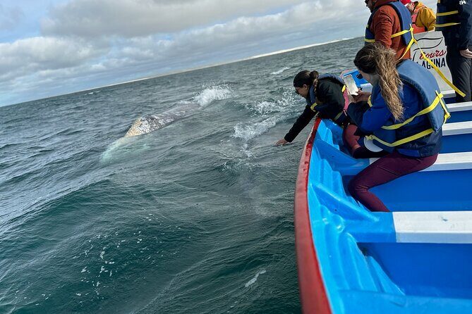 Gray Whale Watching in Bahia Magdalena - Who Will Appreciate This Tour?
