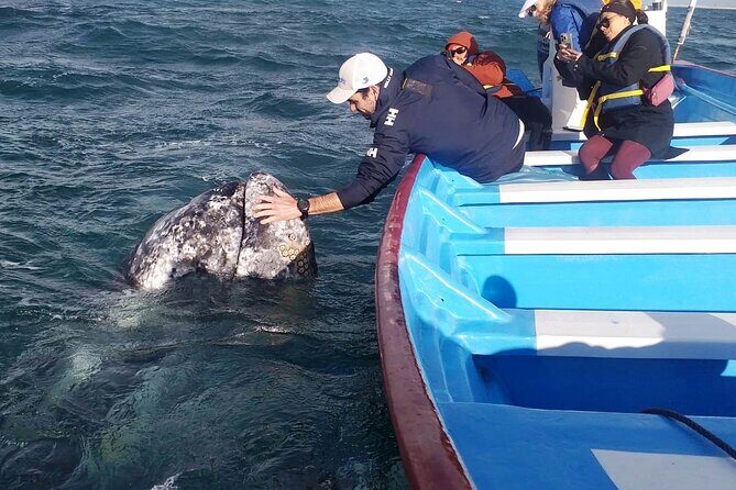 Gray Whale Watching in Bahia Magdalena - The Sum Up: Is It Worth It?