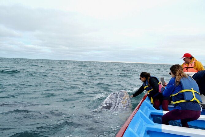 Gray Whale Watching in Bahia Magdalena - FAQ