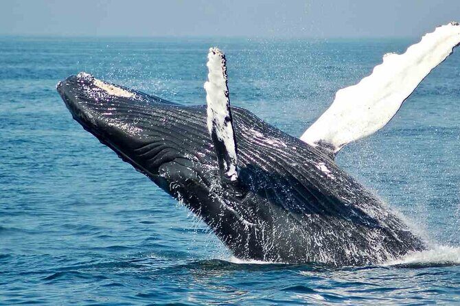 Gray Whale watching in Magdalena Bay From Los Cabos - Transportation and Comfort