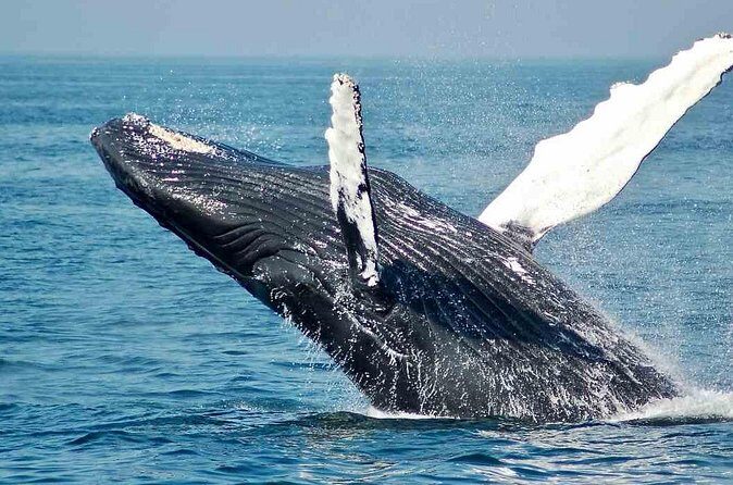Gray Whale watching in Magdalena Bay From Los Cabos - The Experience Provider and Booking Details