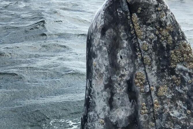Gray Whale watching in Magdalena Bay From Los Cabos - Who Will Love This Tour?