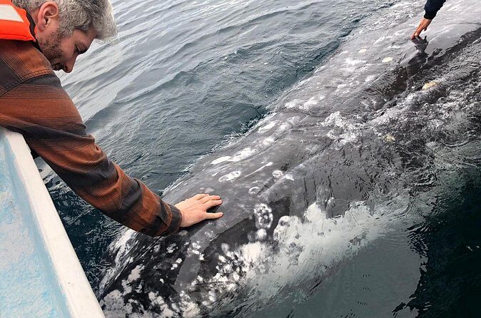 Gray Whale watching in Magdalena Bay From Los Cabos - The Sum Up