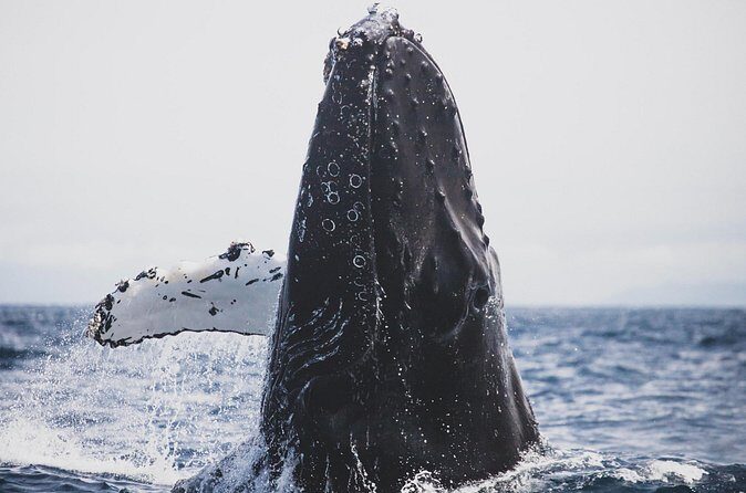 Gray Whale watching in Magdalena Bay From Los Cabos - FAQ