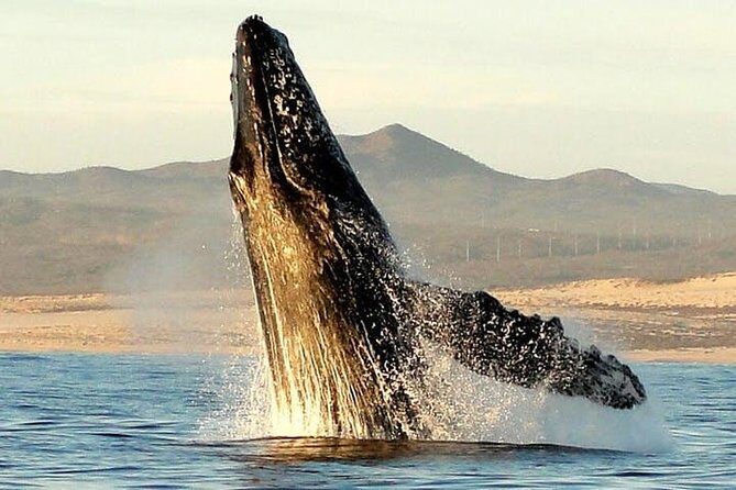 Gray Whale Watching Tour at Lopez Mateos - Key Points