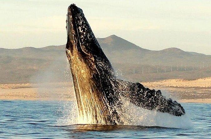 Gray Whale Watching Tour at Lopez Mateos - The Experience in Detail: What to Expect