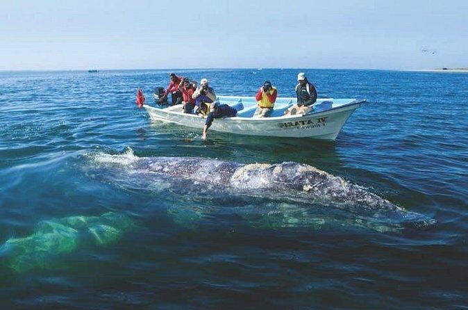 Gray Whale Watching Tour at Lopez Mateos - Value and Practical Considerations