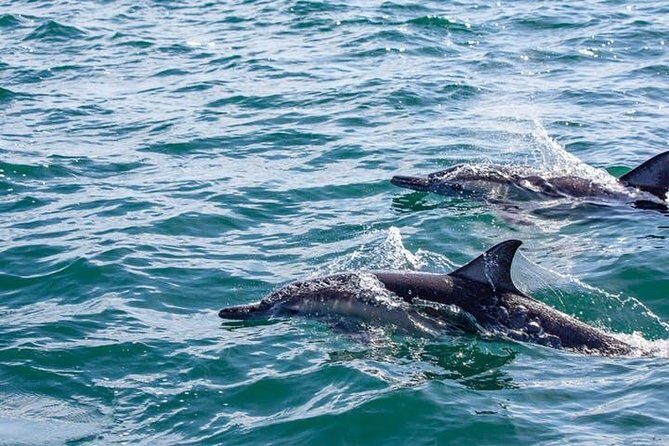 Gray Whale Watching Tour at Lopez Mateos - What Past Travelers Say