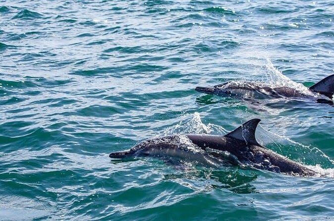 Gray Whale Watching Tour at Lopez Mateos - The Sum Up