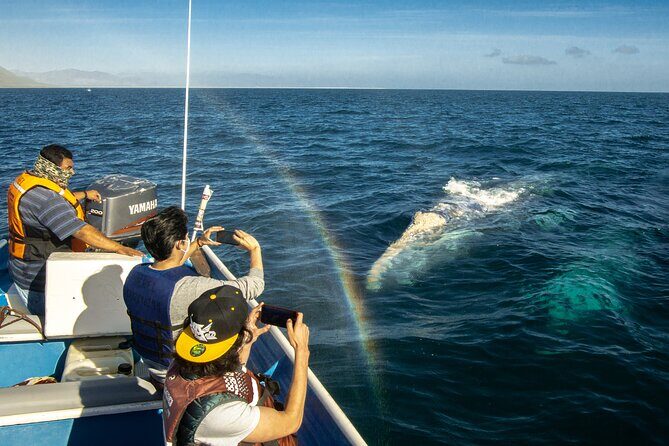 Gray Whale Watching Tour with Marine Biologist and Small Group - An Honest Look at the Baja Gray Whale Tour