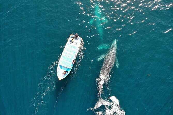 Gray Whale Watching Tour with Marine Biologist and Small Group - Practical Details and Tips