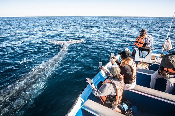Gray Whale Watching Tour with Marine Biologist and Small Group - Final Thoughts