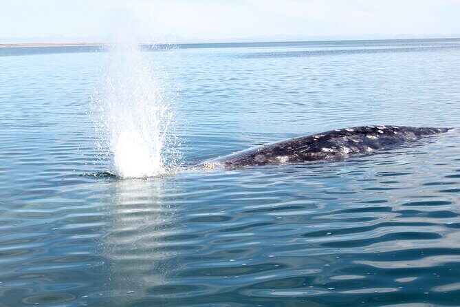 Gray Whale Watching Tour with Marine Biologist and Small Group - FAQ