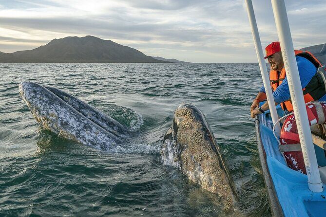 Gray Whales Watching in Magdalena Bay - Gray Whales Watching in Magdalena Bay: A Close-Up Look at Mexico’s Winter Wonder