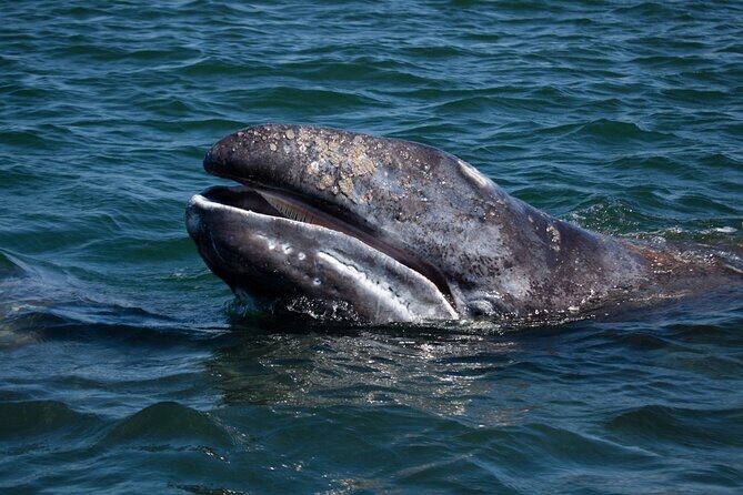 Gray Whales Watching in Magdalena Bay - An Honest Look at the Gray Whales Watching Experience