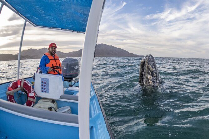 Gray Whales Watching in Magdalena Bay - Why Choose This Experience?