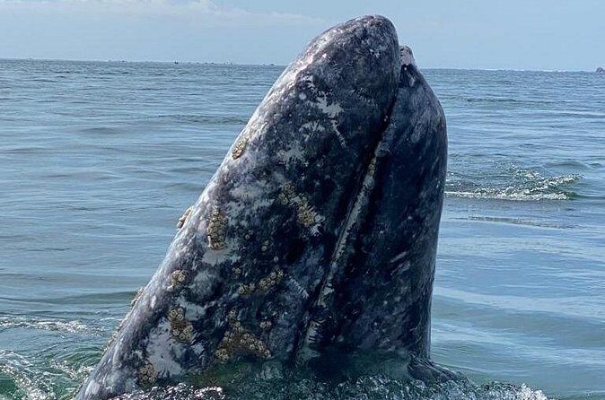 Gray Whales Watching in Magdalena Bay - FAQs