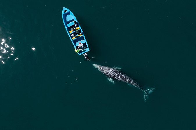 Gray Whales Watching in Magdalena Bay - Final Thoughts