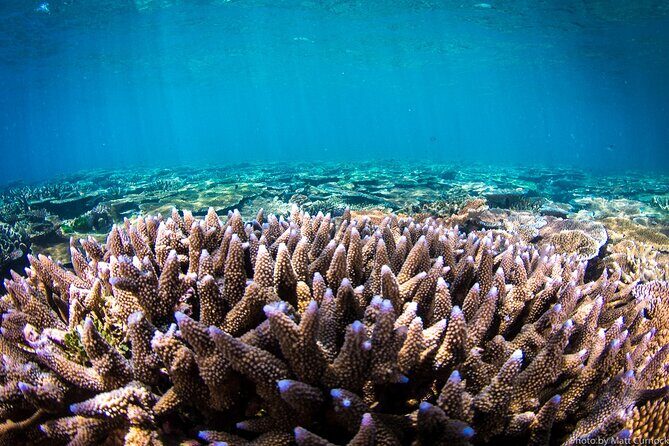 Great Barrier Reef and MOUA Cruise from Townsville or Magnetic Island - What the Reviews Say