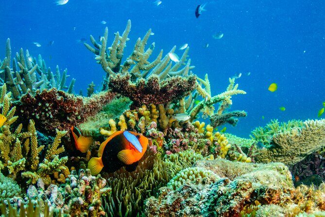 Great Barrier Reef and MOUA Snorkeling Day Tour from Townsville - The Sum Up