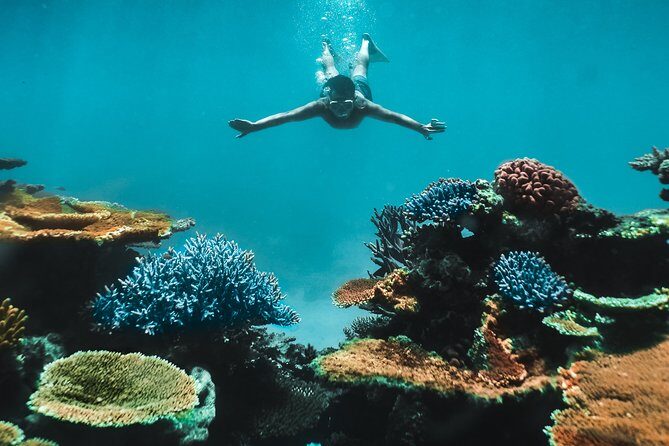 Great Barrier Reef Cruise from Townsville or Magnetic Island - What Makes This Tour Stand Out