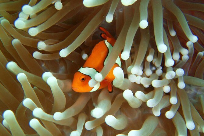 Great Barrier Reef Cruise from Townsville or Magnetic Island - The Boat and Comfort