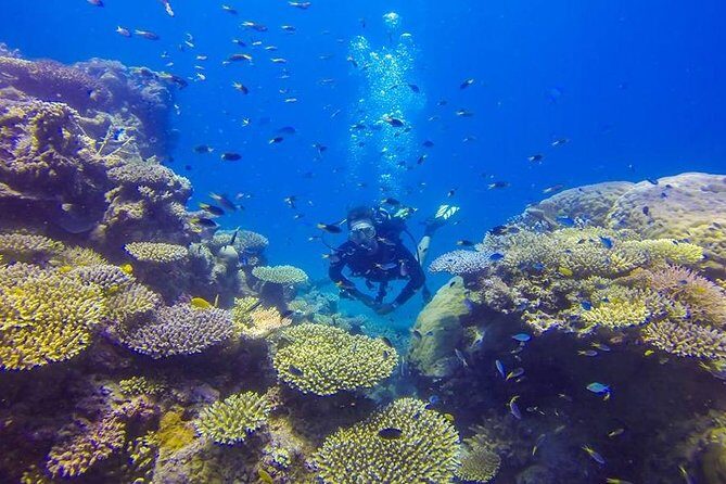 Great Barrier Reef Cruise from Townsville or Magnetic Island - Pricing and Value