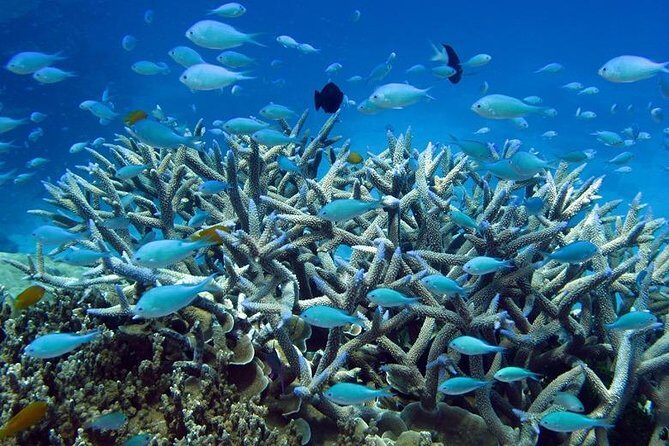 Great Barrier Reef Cruise from Townsville or Magnetic Island - Frequently Asked Questions
