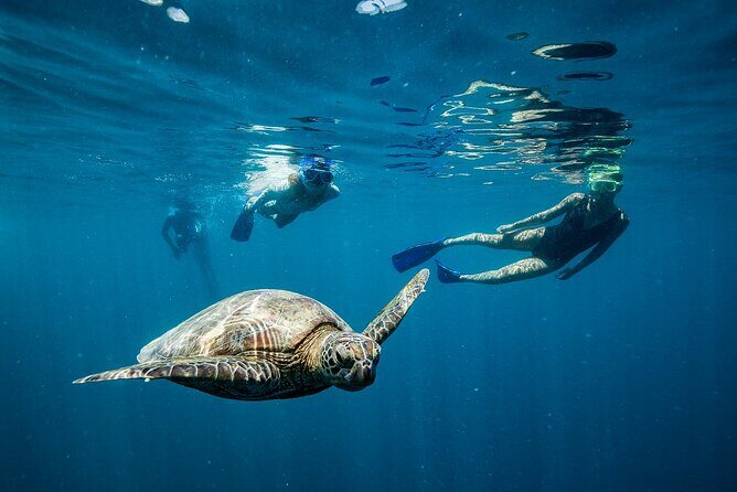 Great Barrier Reef Full Day Adventure - FAQ