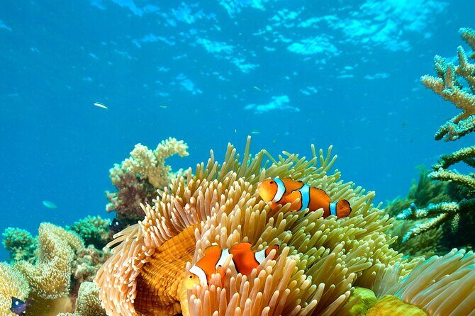 Great Barrier Reef Indulgence Package from Cairns - Practical Tips for Your Reef Day