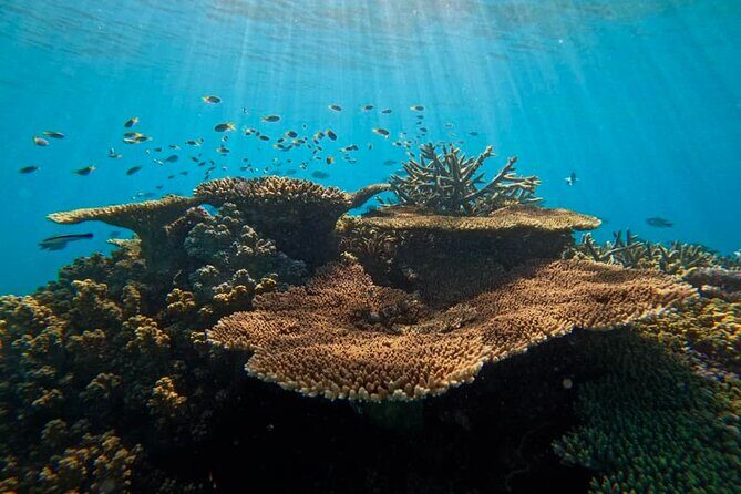 Great Barrier Reef Small Group Snorkelling Adventure - FAQ