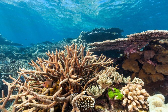 Great Barrier Reef Snorkeling and Diving Cruise from Cairns - Who Should Consider This Tour?
