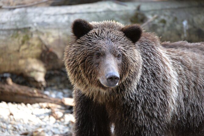 Great Bears of Bute: Grizzly Bear Viewing & Indigenous Cultural Tour - A Closer Look at the Great Bears of Bute: Grizzly Bear Viewing & Indigenous Cultural Tour
