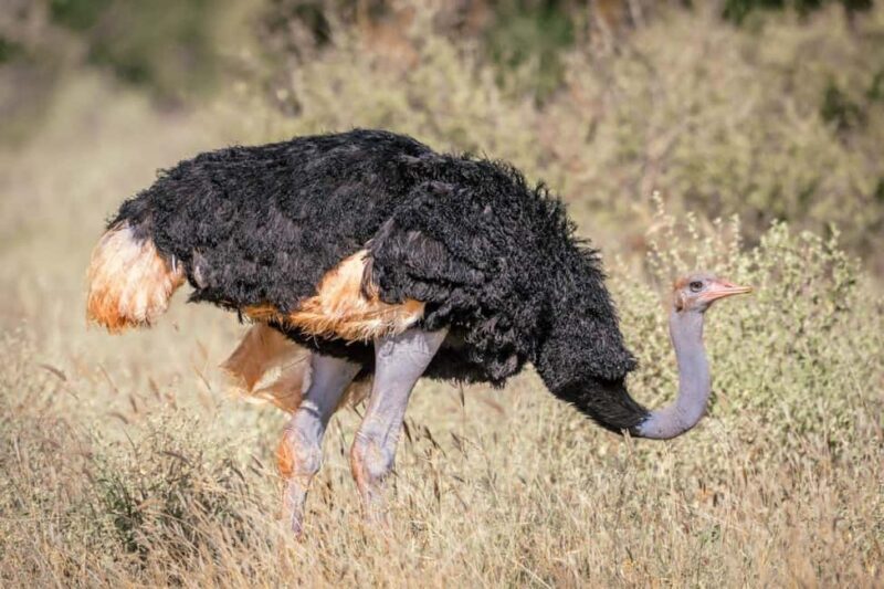 Great Kenyan Safari: 6 Days in Tsavo West, East & Amboseli - Key Points