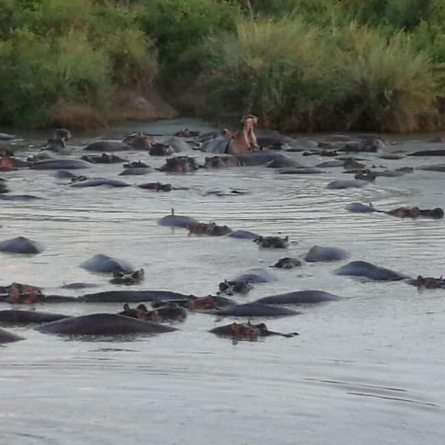 Great Kenyan Safari: 6 Days in Tsavo West, East & Amboseli - Exploring Kenya’s Wildlife and Landscapes in Six Days