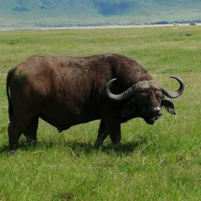 Great Kenyan Safari: 6 Days in Tsavo West, East & Amboseli - Analyzing the Value