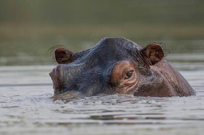 Great Migration Safari In Tanzania - Who Should Consider This Tour?