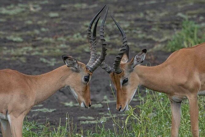 Great Migration Safari In Tanzania - FAQ