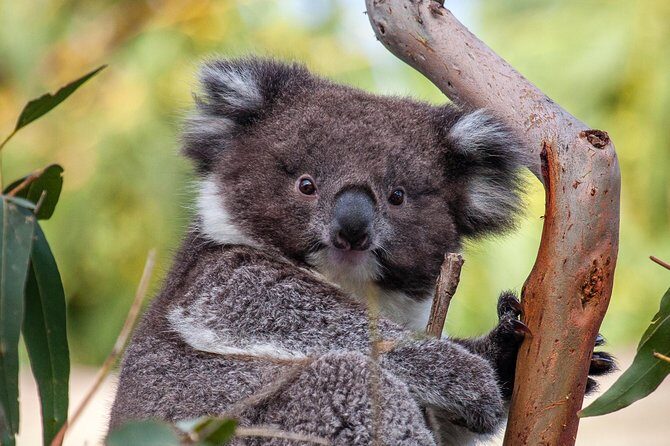 Great Ocean Road and Wildlife Tour for Backpackers aged 18-35 - The Itinerary in Detail