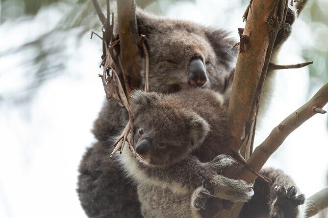 Great Ocean Road Coastal Spectcular with Wildlife Wonders - Who Would Love This Tour?