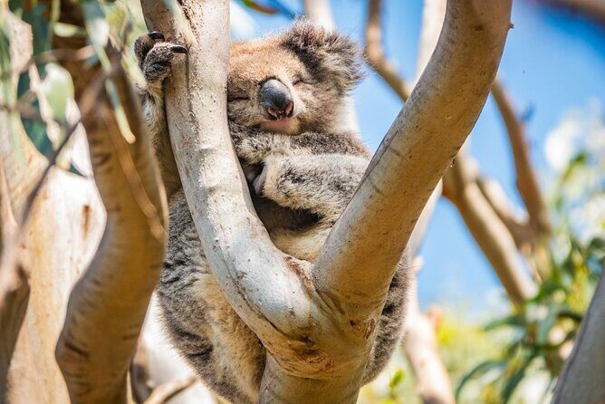 Great Ocean Road Full-Day Sunset Eco Tour from Melbourne - Who Will Love This Tour?
